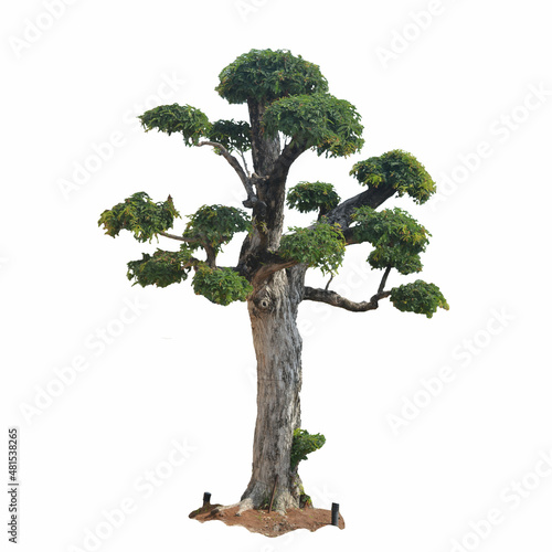 Moyoki tree bonsai isolated on white background.