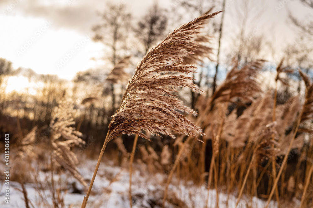 Obraz premium Dry grass and flowers blowing in wind.