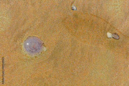 Fotografie jelyfish on beach