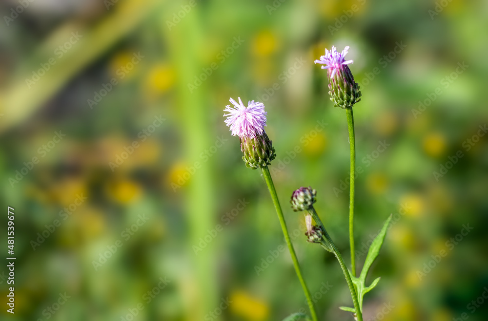 Beautiful wildflower in front of a soft green bokeh background with copy space Beautiful wildflower in front of a soft green bokeh background with copy space