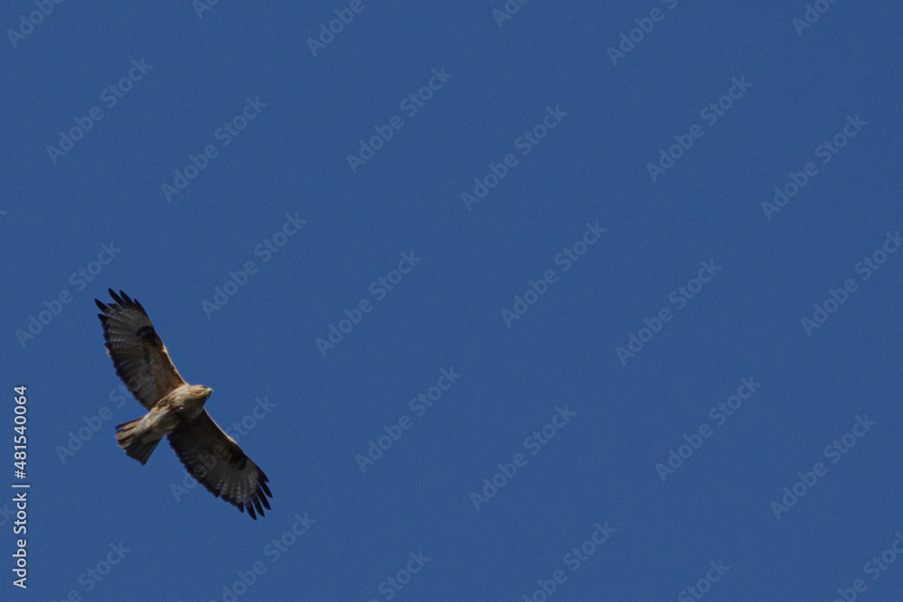 Fototapeta premium 雲一つない快晴の空をノスリが優雅に飛ぶ。東京港区赤坂7丁目の風景。文字スペースあり。