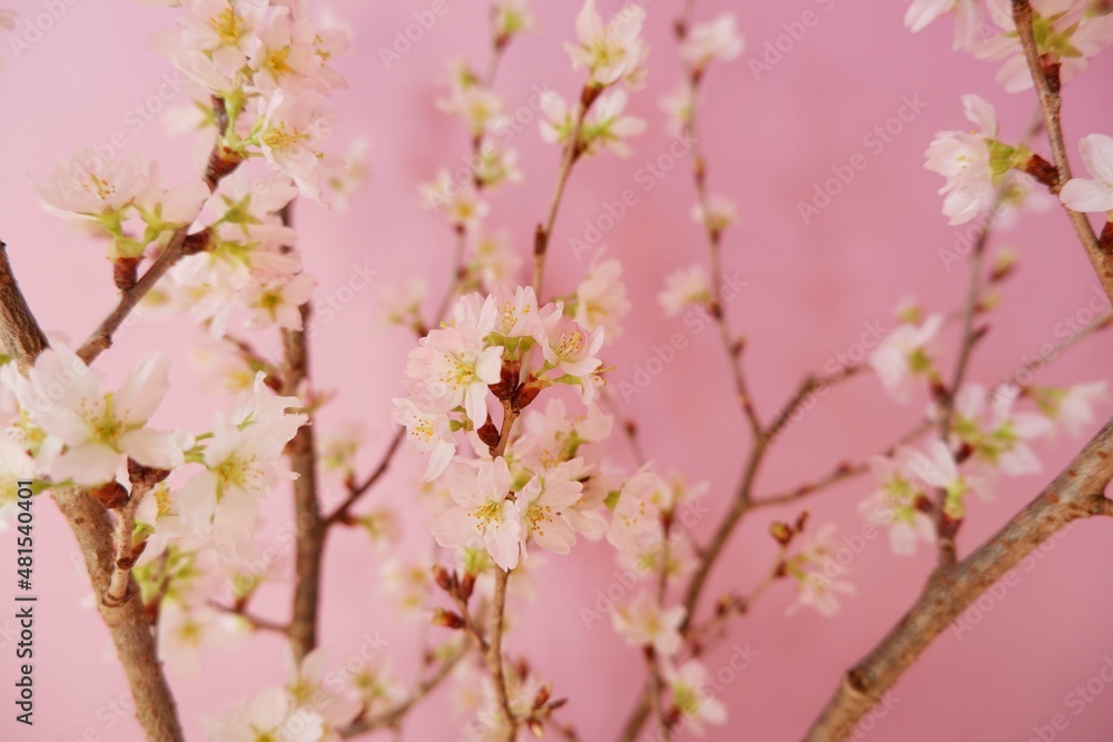 Cherry blossoms on pink background. Spring flower beautiful background. Spring time, event, promotion background. Cherry blossoms on pink background. Spring flower beautiful background. Spring time, event, promotion background.