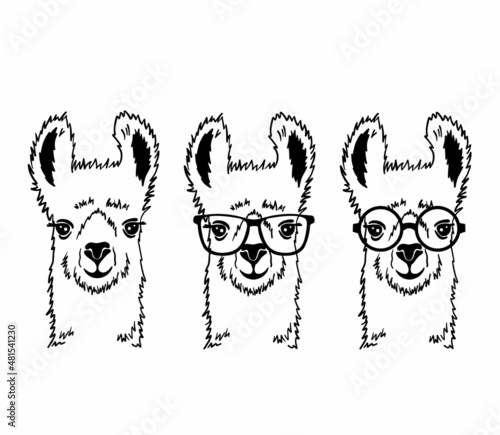 Hand drawn funny portrait of llama with glasses. Black and white line drawing alpaca animal . Cute outline vector illustration isolated on white background.