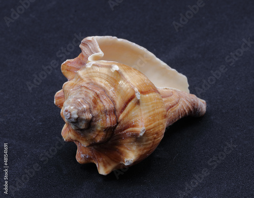sea snail shell close-up, tan color on black background