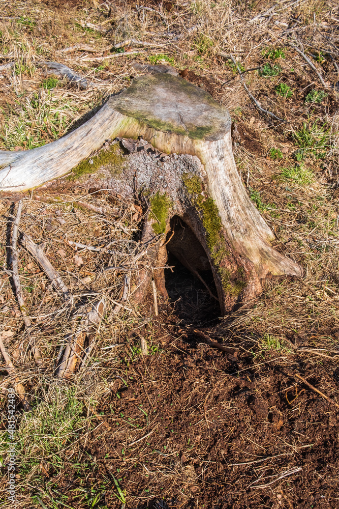 Obraz premium Animal sett under a tree stump