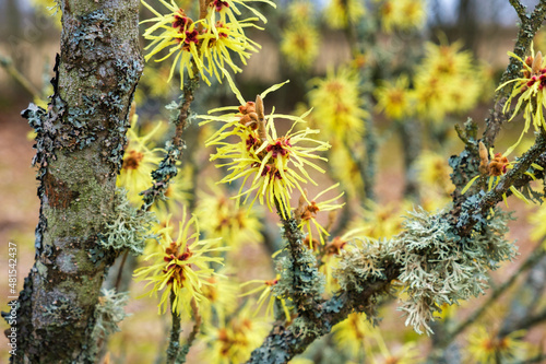 Flowering witch-hazel in early spring photo