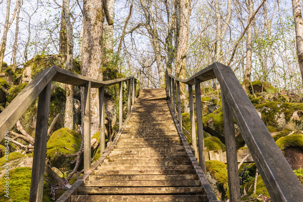 Wooden stairs on a path in the forest Wooden stairs on a path in the forest