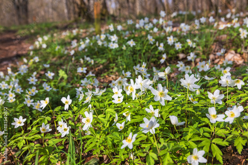 Wood anemone in early springtime
