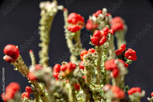 Close-up of ascocarp of Bengal match lichen (Cladonia floerkeana) in Japan photo