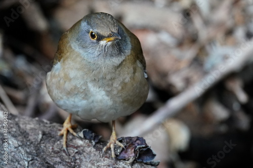 pale thrush in the forest