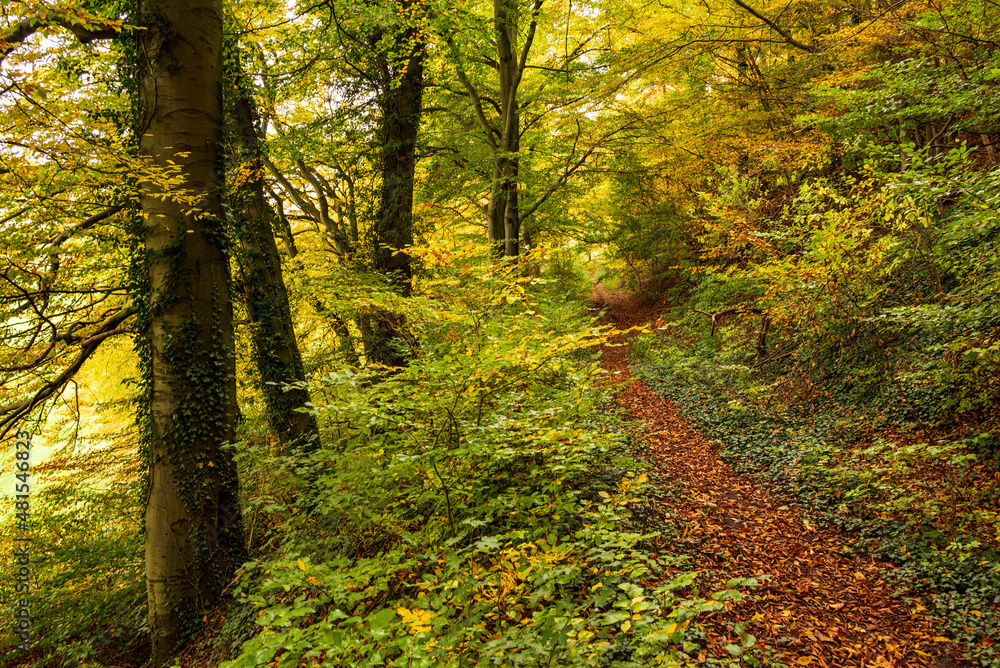 Obraz premium Footpath covered with autumn leaves, lined by beech trees leading through an idyllic forest in fall colors, near Hämelschenburg, Weser Uplands, Lower Saxony, Germany