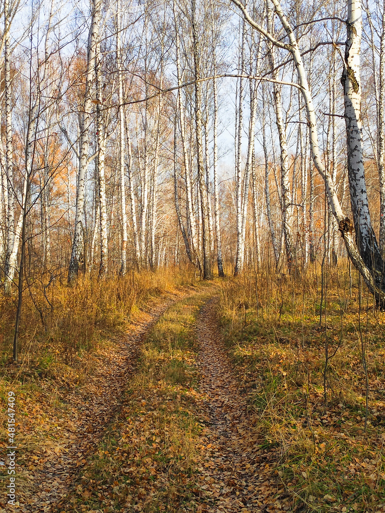 autumn birch forest strewn with yellow foliage