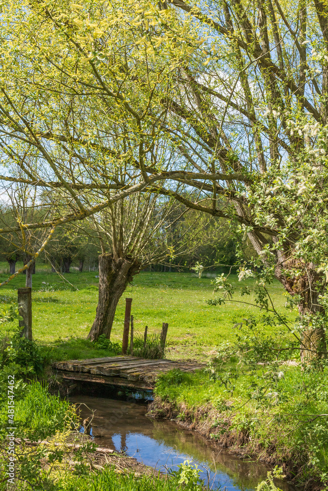 Fototapeta premium Espace naturel Sensible du Marais de Guînes