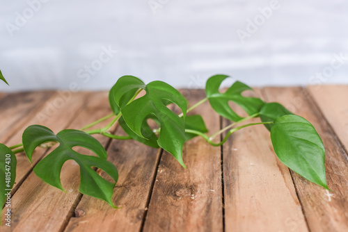 Fensterblatt Monstera Minima, Zimmerpflanze, Topfpflanze, Urban Jungle, Interieur Trend, Raphidophora tetrasperma
 photo