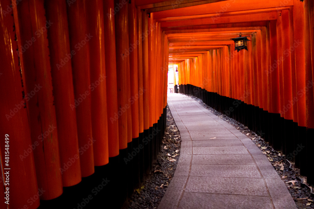 Fototapeta premium 京都 千本鳥居 伏見稲荷大社