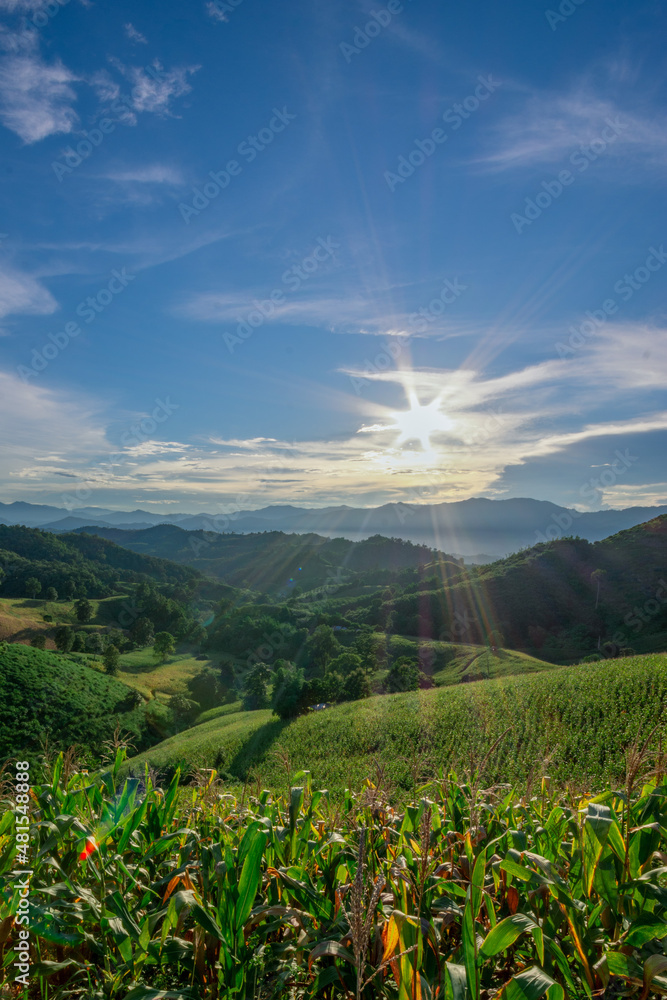 Obraz premium Nature background on a hill in the countryside.
