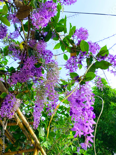 Phuang​ khram flowers hanging outstandingly beautiful​