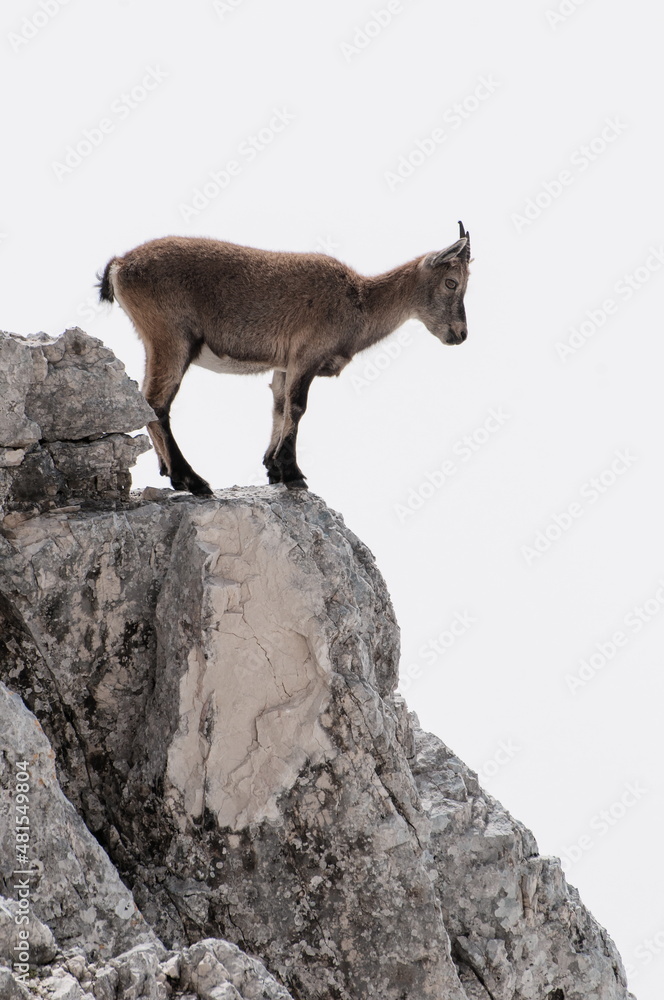 Young capricorn on the edge of the rock looking down Young capricorn on the edge of the rock looking down