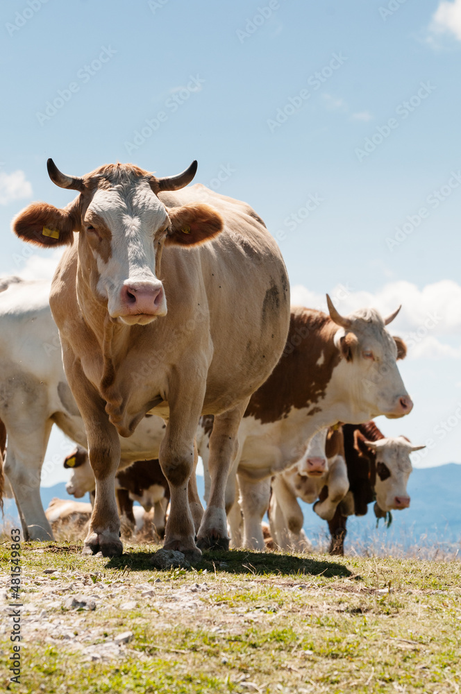 Herd of Simmental cattle on a green mountain pasture Herd of Simmental cattle on a green mountain pasture