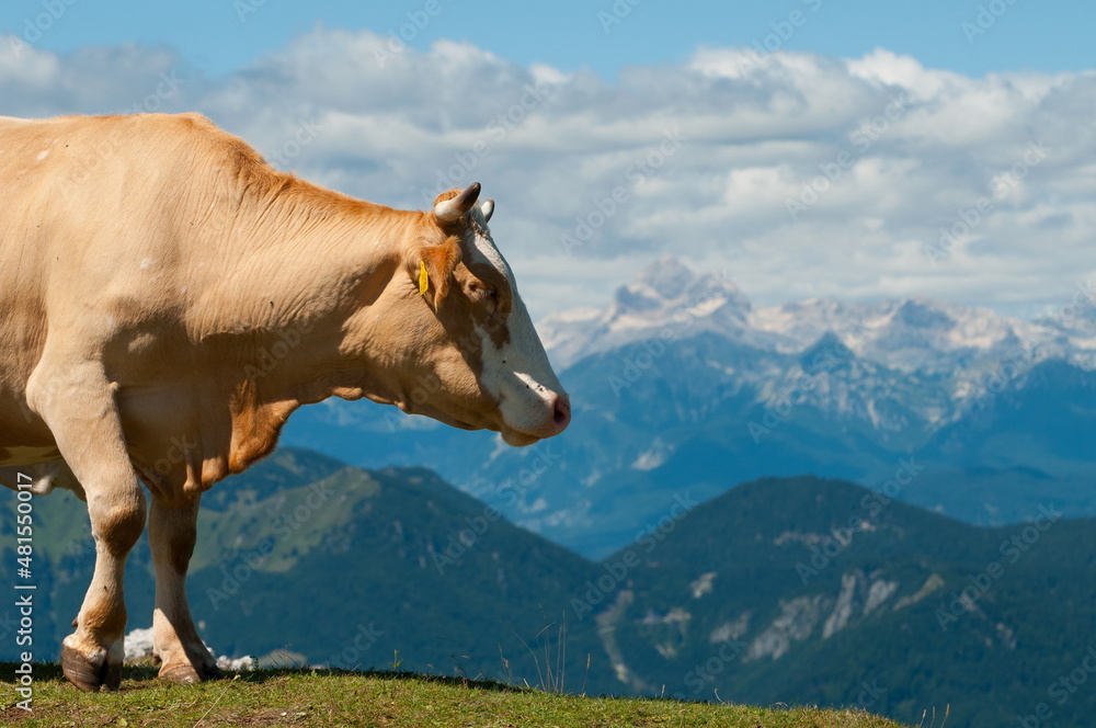 Cow overlooking mountainous regions of Slovenian Alps