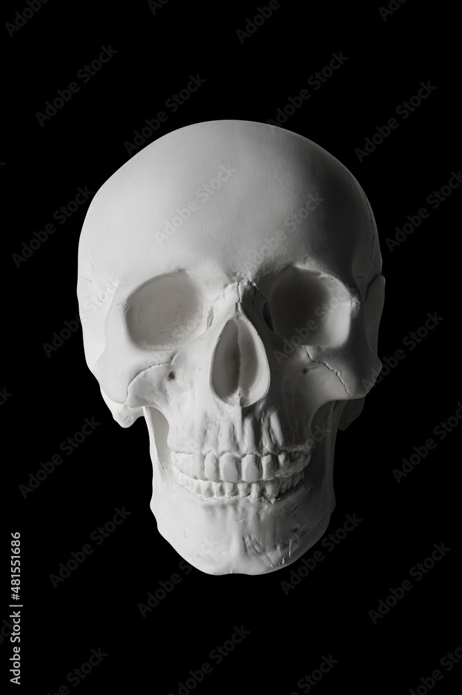 Naklejka premium Gypsum human skull on isolated black background with clipping path. Plaster sample model skull for students of art schools. Forensic science, anatomy and art education concept. Mockup for drawing.