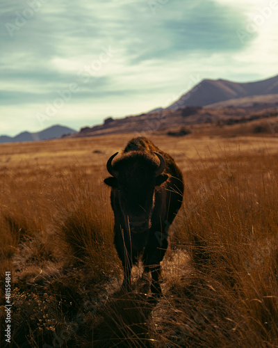 Utah Bison