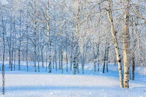  Winter landscape. Colorful landscape with a birch grove in hoarfrost.