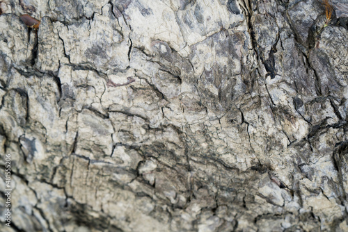Background texture of tree bark. Skin the bark of a tree that traces cracking