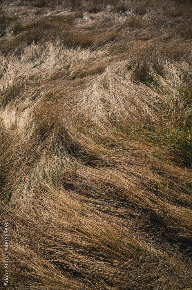 Field of grass Field of grass