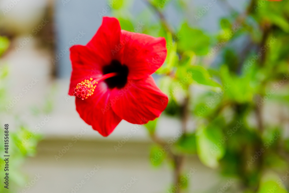 red hibiscus flower