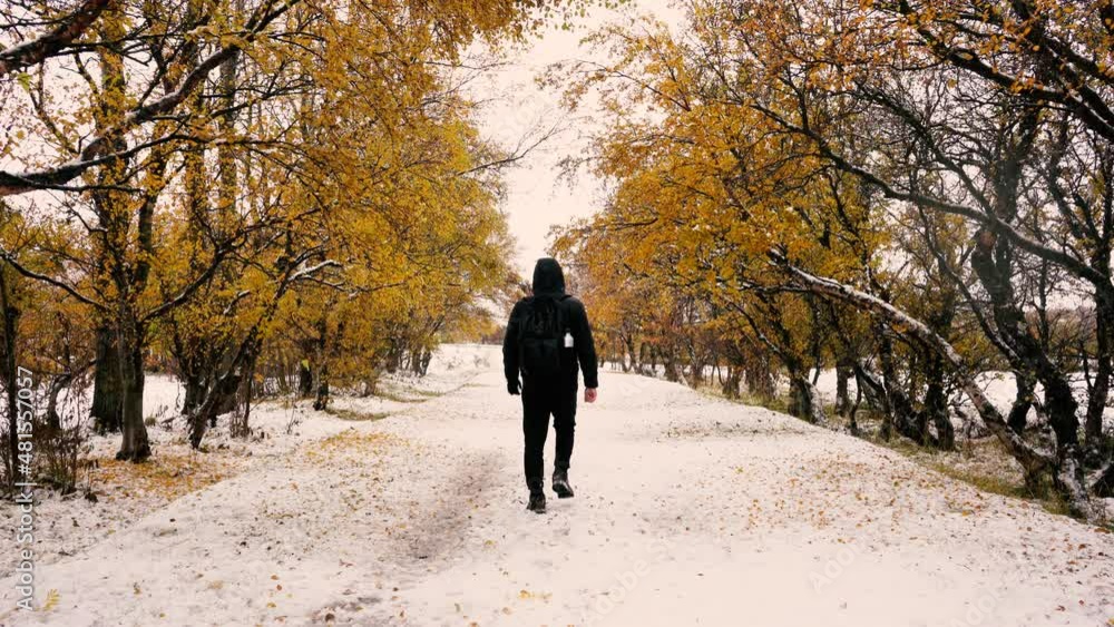 Man walks on snowy path way surrounded by golden autumn trees. Stable 4k shot. Man walks on snowy path way surrounded by golden autumn trees. Stable 4k shot.