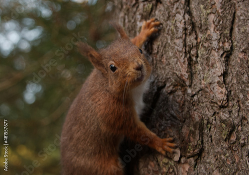 Re squirrel clinging to a tree © Angie