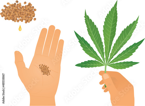 Cannabis leaf and seeds in human hands and a drop of Hemp Oil
