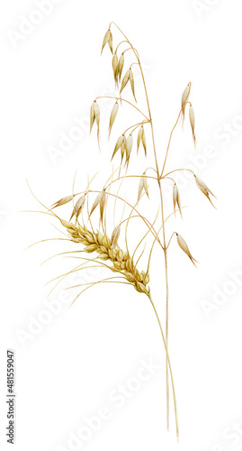 Wheat and oats are painted in watercolor and isolated on a white background. Watercolor botanical illustration.