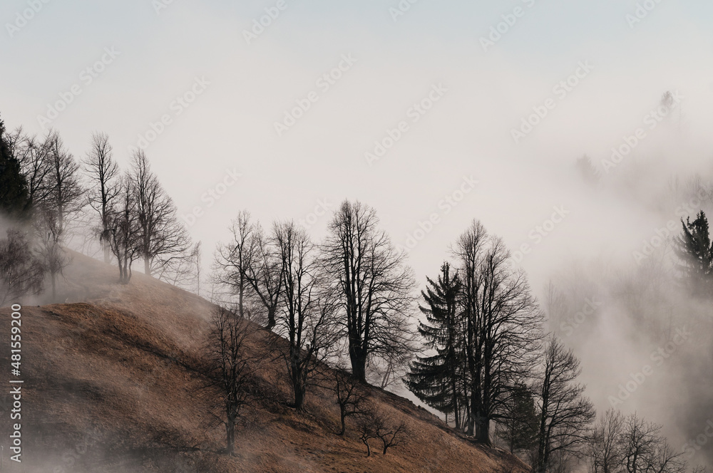 Foggy tree slope in the winter Foggy tree slope in the winter