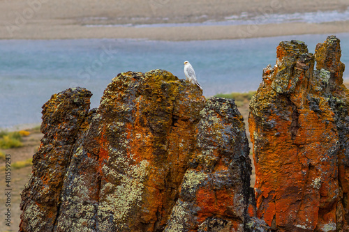 Gyrfalcon (Falco rusticolus). A white gyrfalcon sits on a rock near the river. Wild bird of prey in its natural habitat in the Arctic. Beautiful large white bird. Chukotka, the Far North of Russia. photo