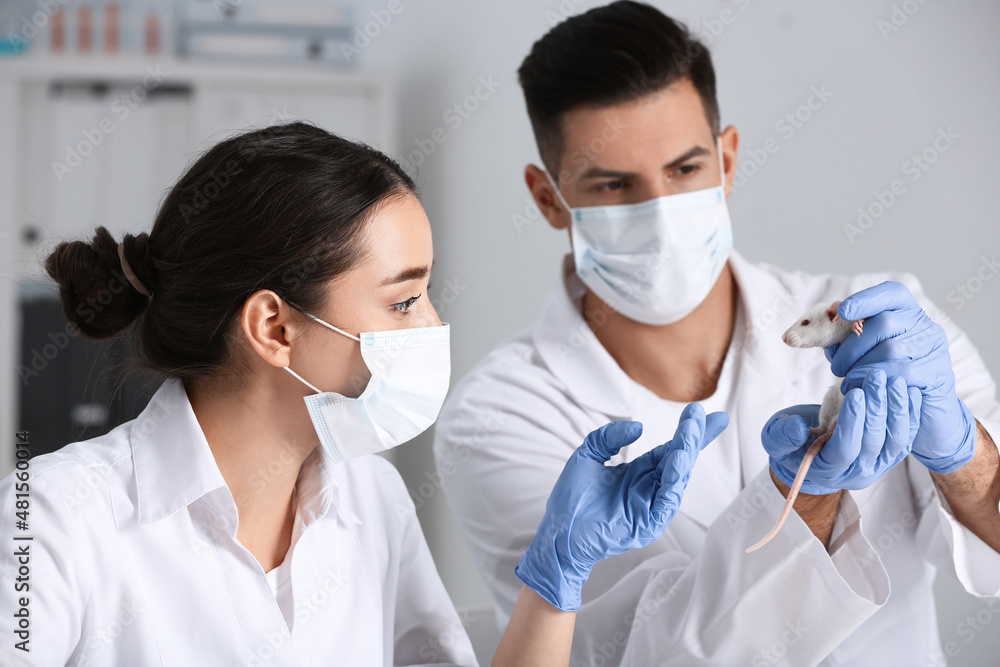 Scientists with rat in chemical laboratory. Animal testing Scientists with rat in chemical laboratory. Animal testing
