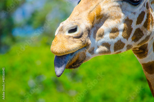 Photography Cute giraffe put on one's tongue in close-up.