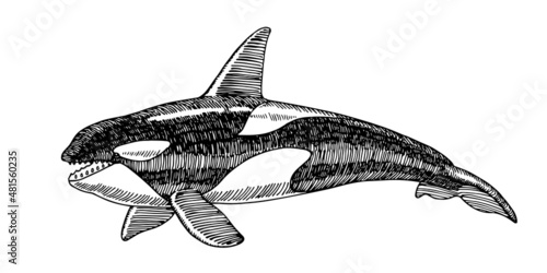 Orca, side view. A marine predator. A toothy whale. Vector illustration with lines in black ink isolated on a white background in a hand drawn style.
