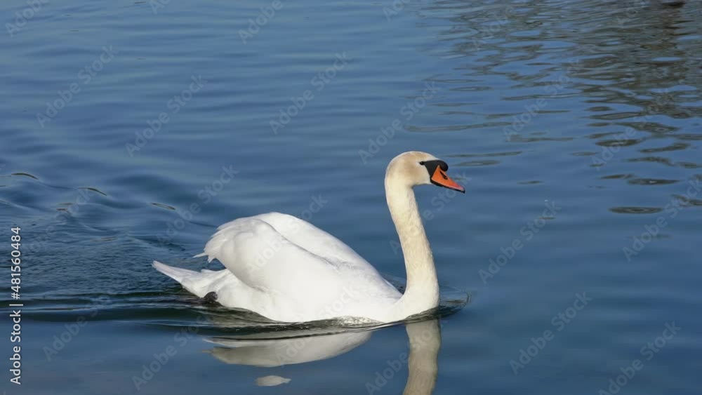 The Mute swan, Cygnus olor is a species of swan and a member of the waterfowl family Anatidae. Here swimming on a lake. The Mute swan, Cygnus olor is a species of swan and a member of the waterfowl family Anatidae. Here swimming on a lake.