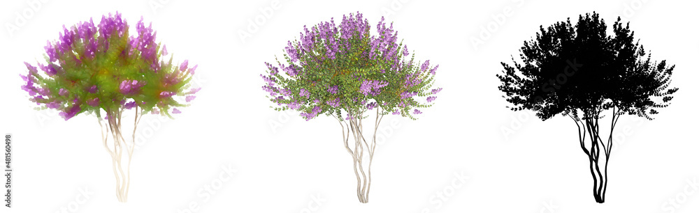Obraz premium Set or collection of Crape Myrtle trees, painted, natural and as a black silhouette on white background. Concept or conceptual 3d illustration for nature, ecology and conservation, strength, endurance