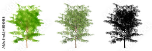 Set or collection of Australian Willow trees  painted  natural and as a black silhouette on white background. Concept or conceptual 3d illustration for nature  ecology and conservation  strength