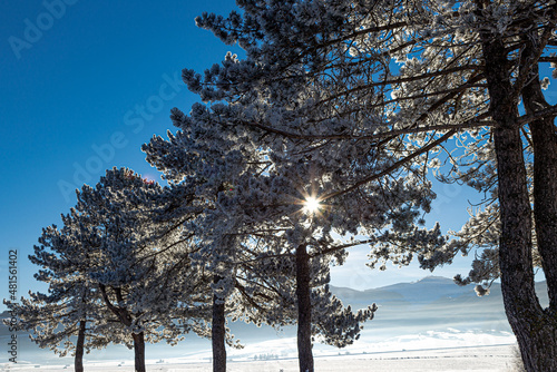 Alberi gelati all'alba sull'Altopiano delle Cinque Miglia in Abruzzo photo