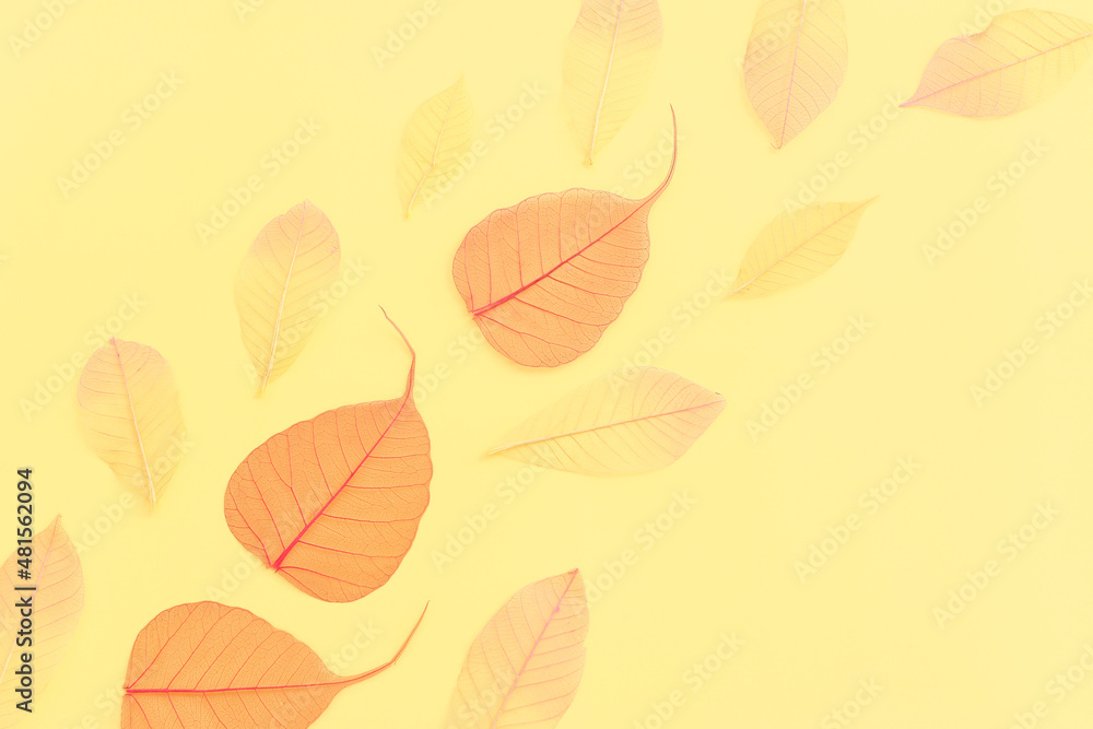 transparent and delicate skeleton leaves over pastel background