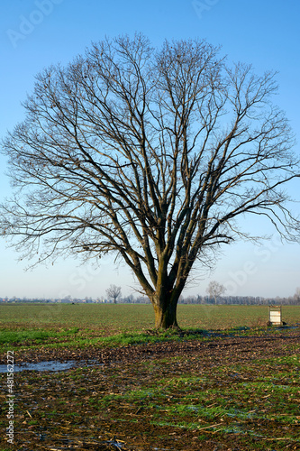 albero in campagna photo