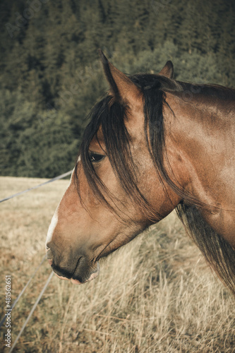 Valokuva brown and white tinker horse with black mane