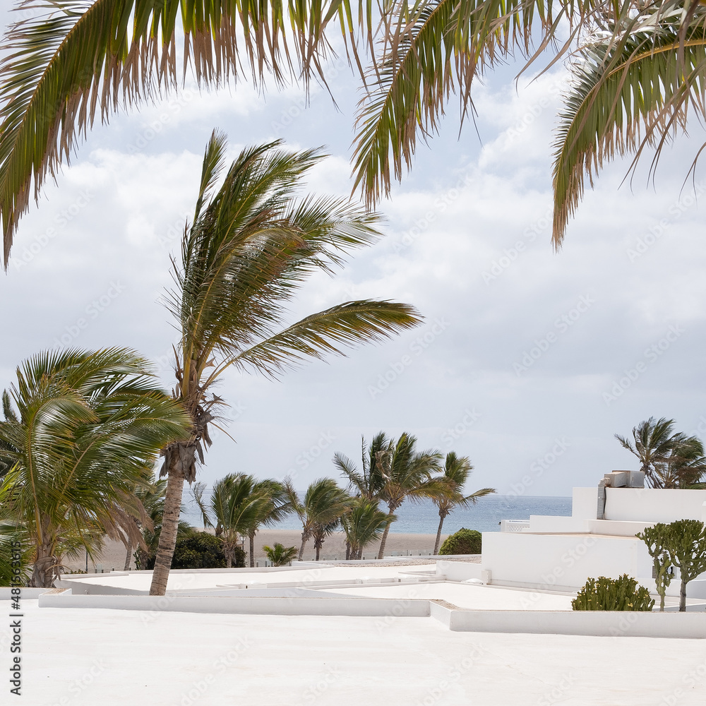 Palm tree and ocean view. Minimal floral botanical aesthetic  Travel in details. Canary island