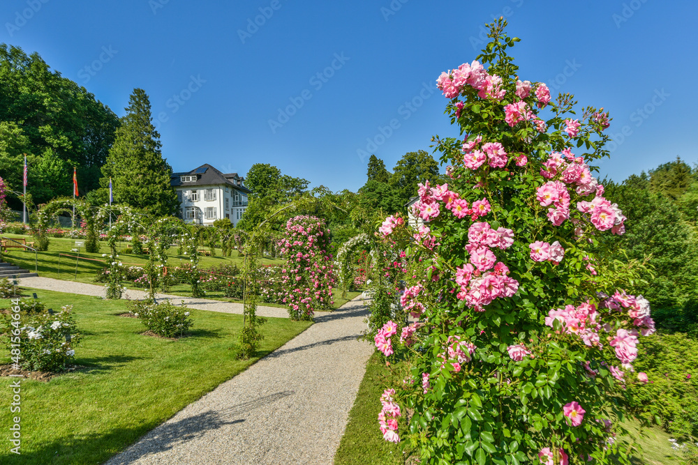 Rosen im Rosengarten Baden Baden