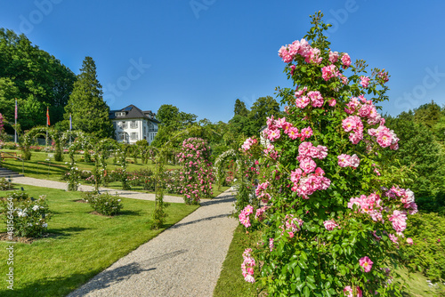 Rosen im Rosengarten Baden Baden