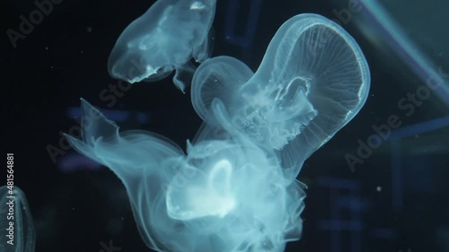 Small jellyfish swim in the aquarium and shimmer with different colors photo